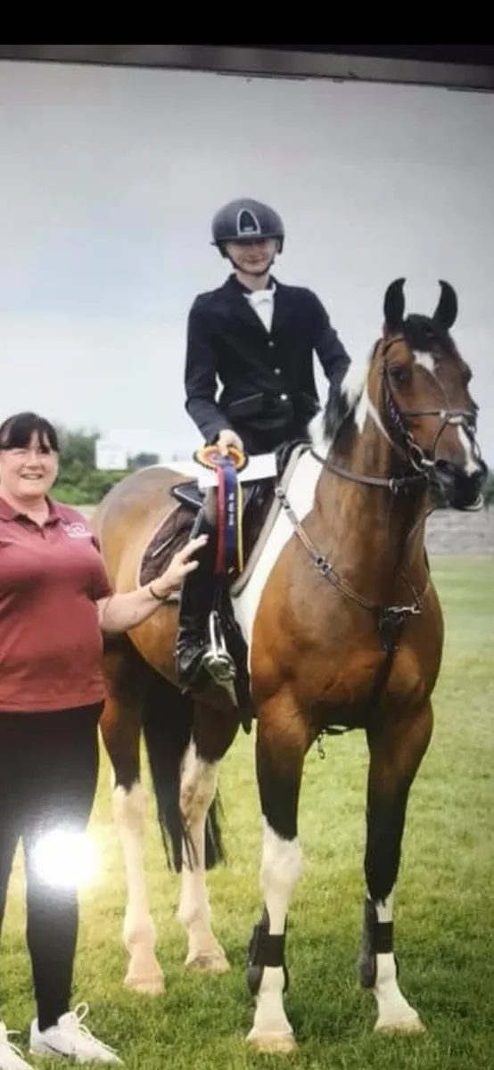 15 year old schoolmaster gelding - Image 1