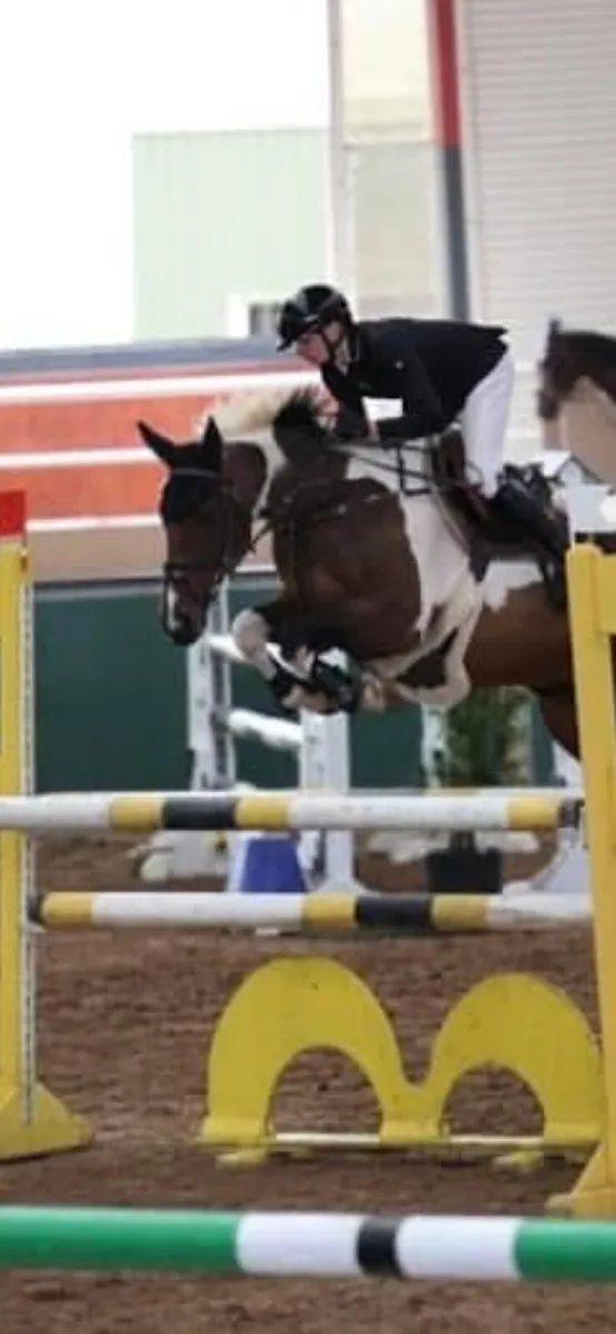 15 year old schoolmaster gelding - Image 4