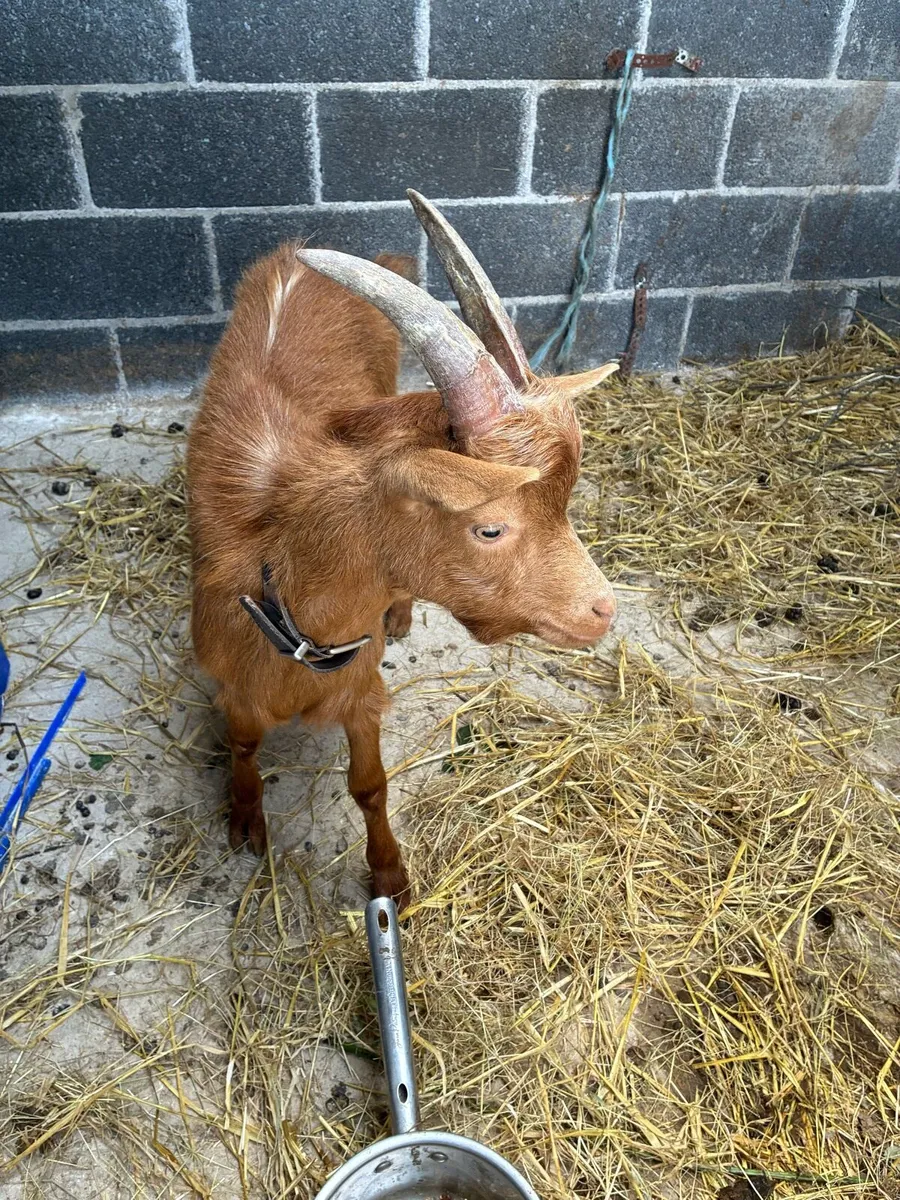 Golden Guernsey Pedigree Registered - Image 2