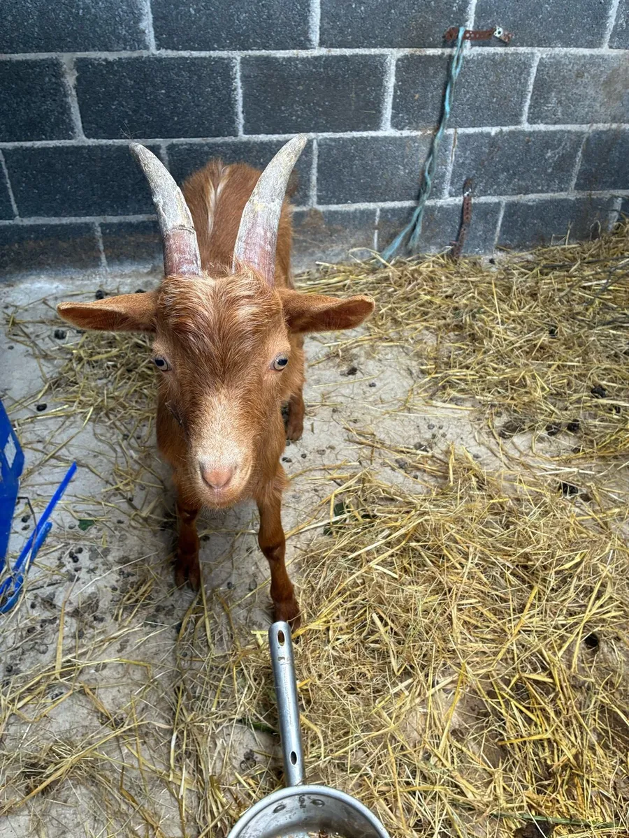 Golden Guernsey Pedigree Registered - Image 3