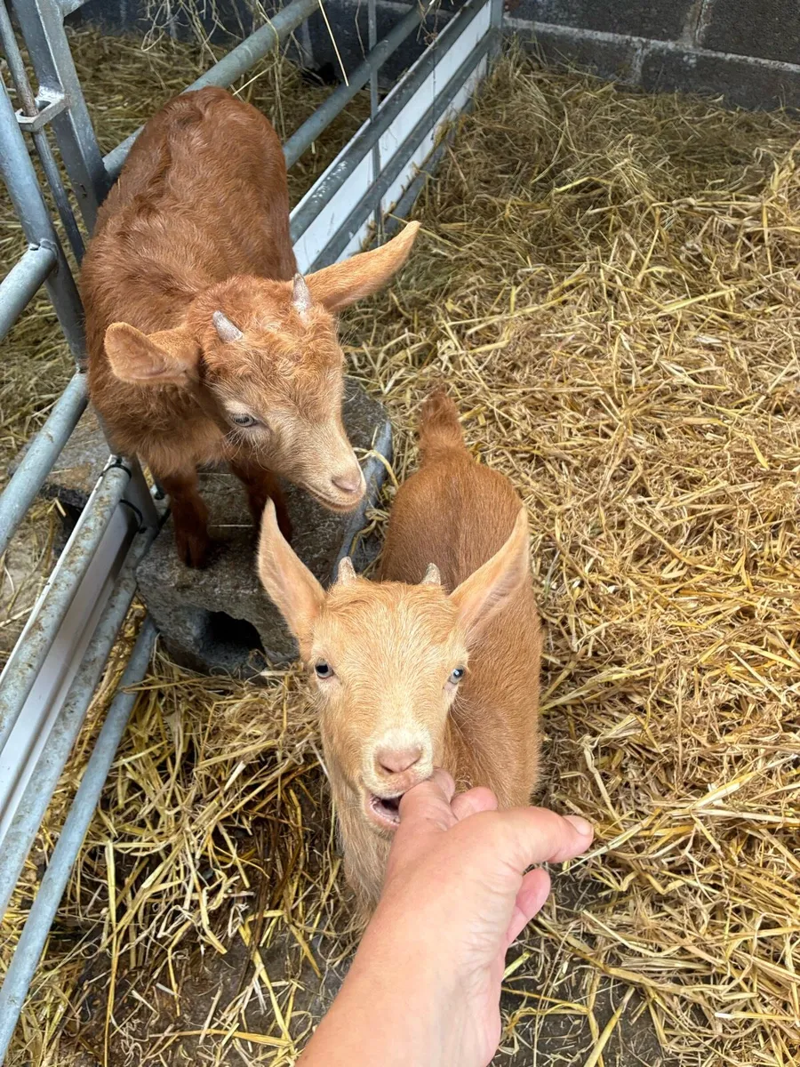 Golden Guernsey Pedigree Registered - Image 4