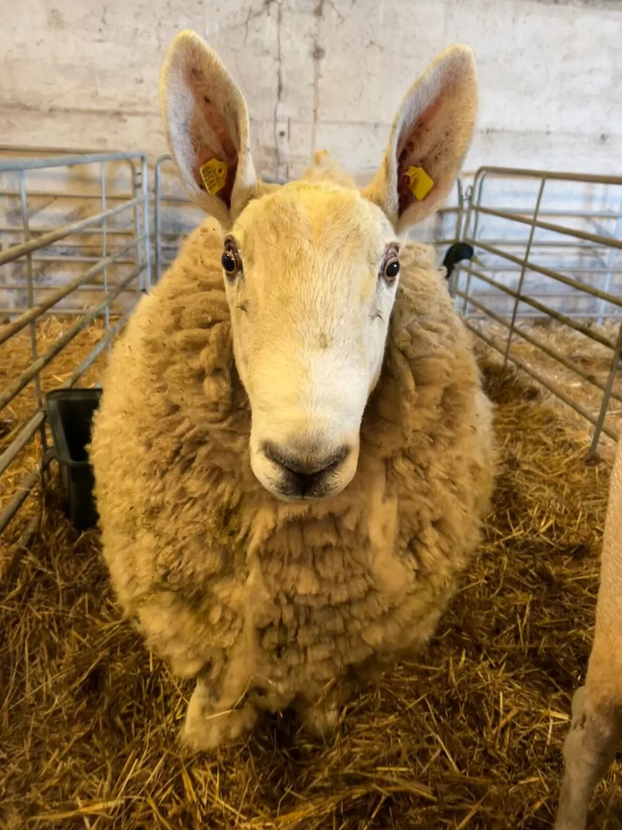 Border Leicester Ram for sale