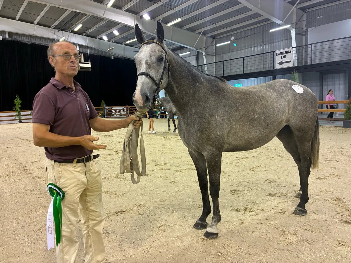 4 yr old top potential - Image 2
