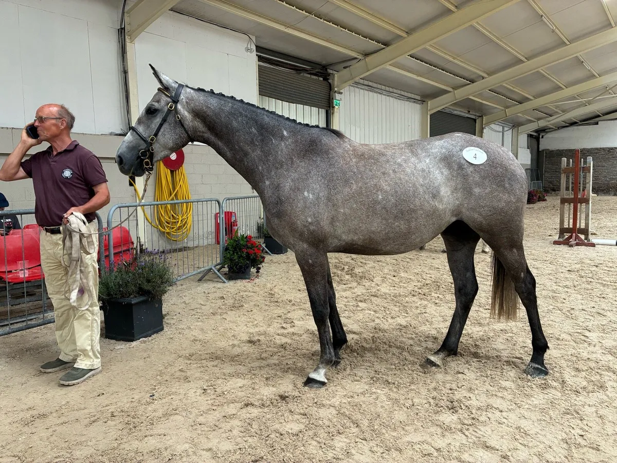 4 yr old top potential - Image 3