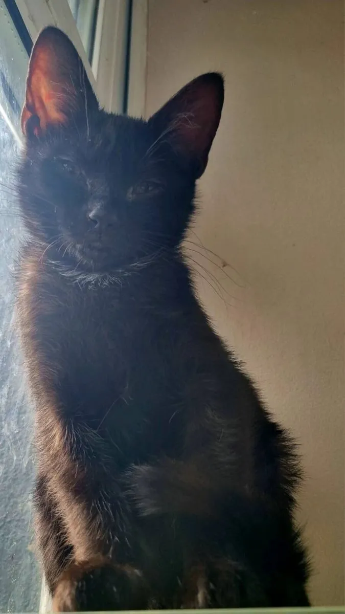 May the purr be with you - Image 3