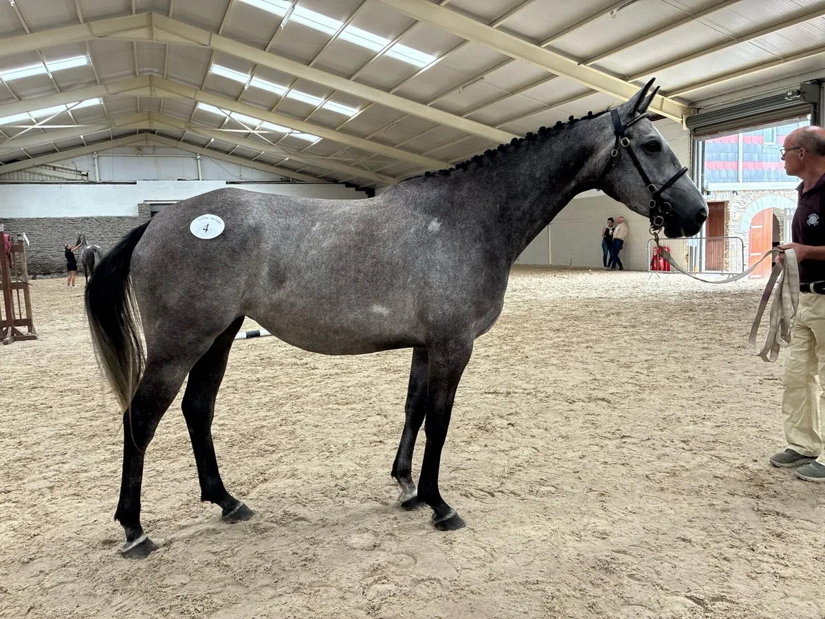 4 yr old top potential - Image 4