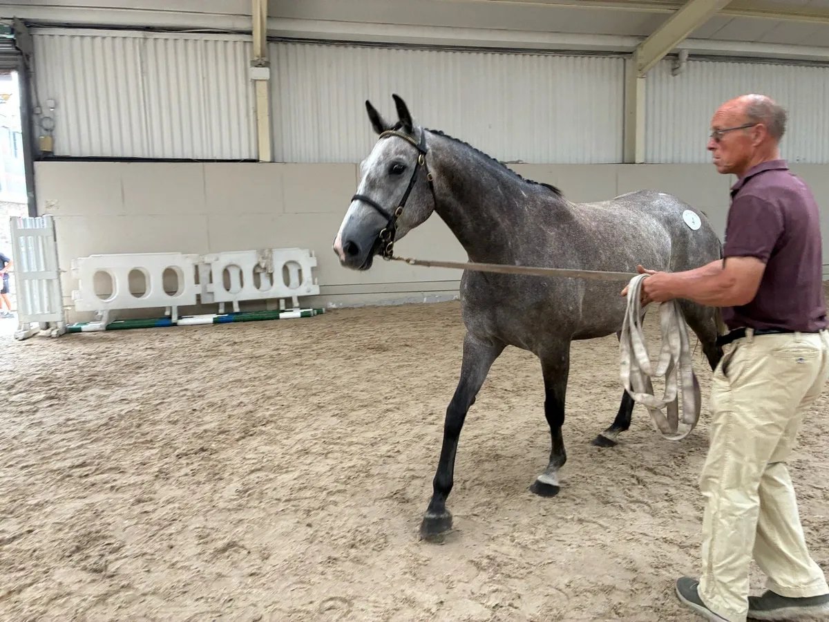 4 yr old top potential - Image 4