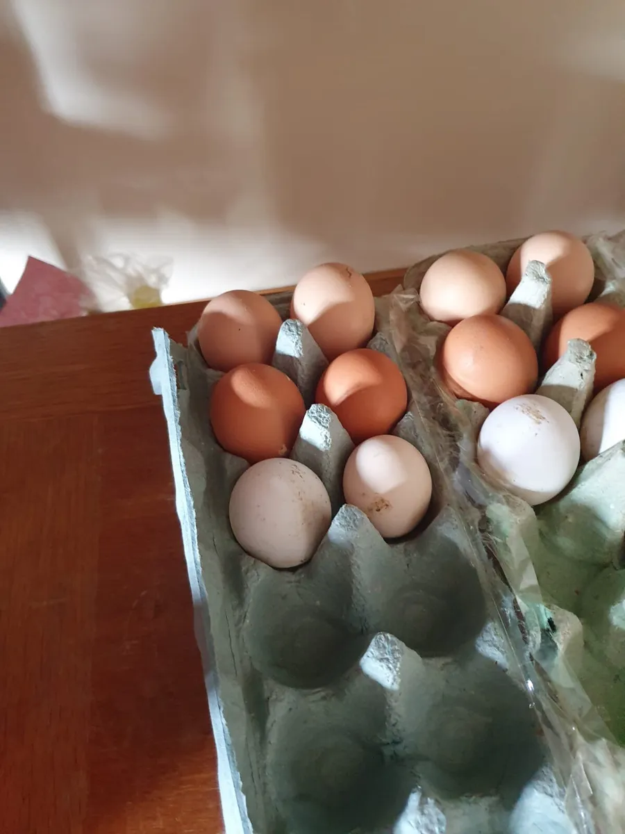 Hatching eggs/rooster - Image 1