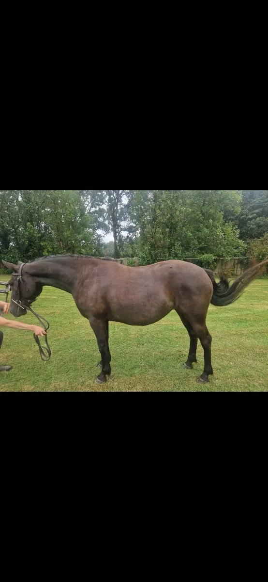Connemara Mare - Image 3