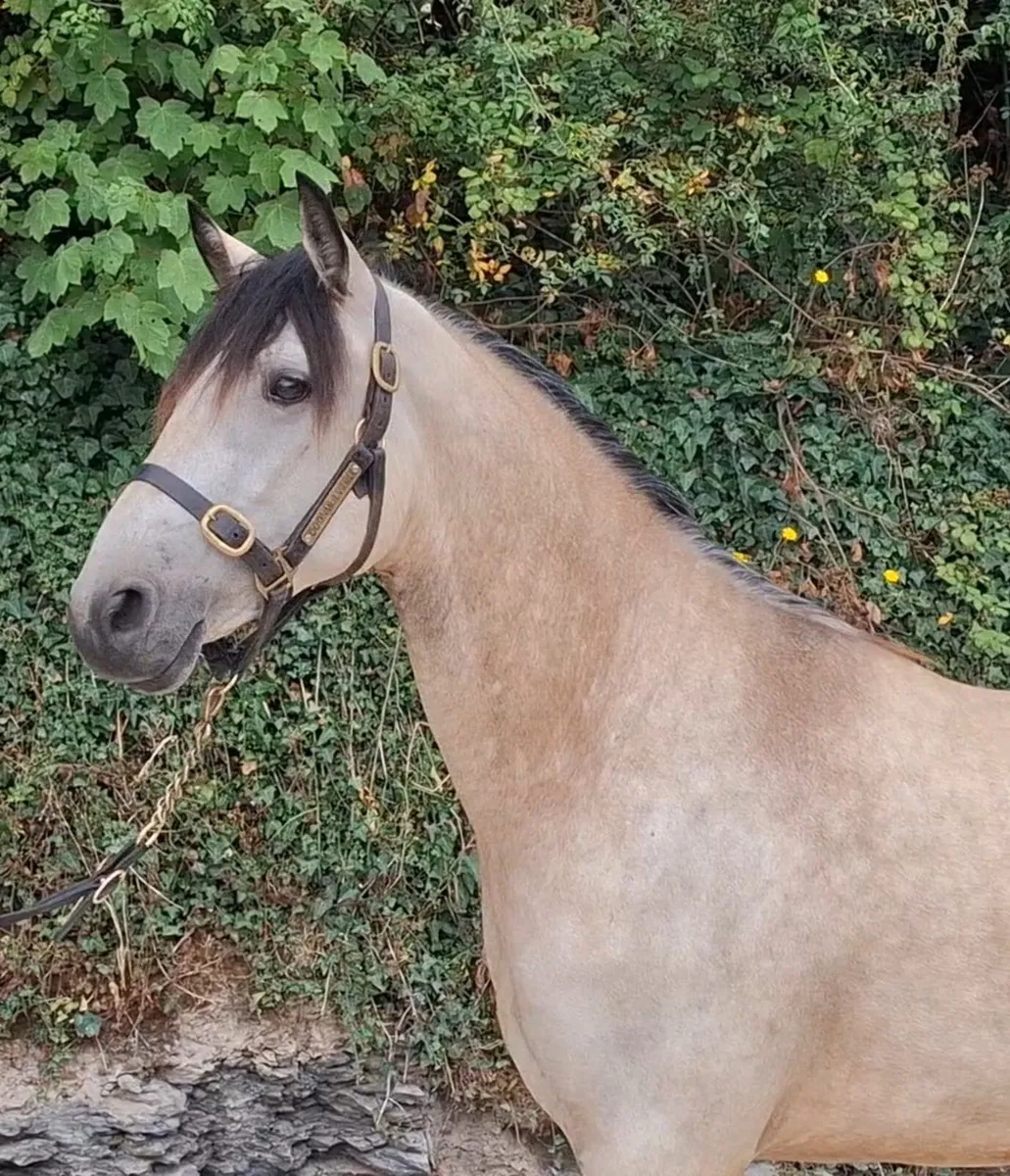 Clifden Sales bound geldings and Mare - Image 3