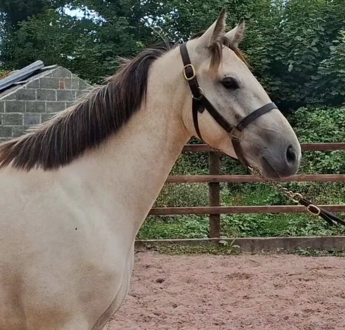 Clifden Sales bound geldings and Mare - Image 4