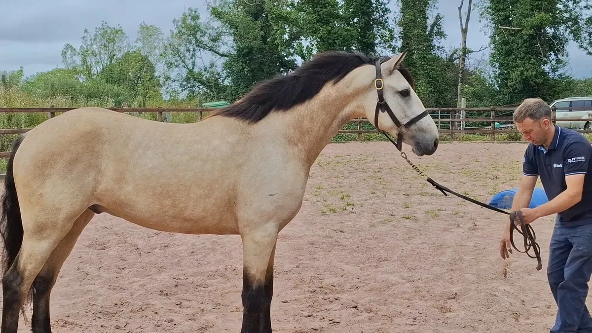 Clifden Sales bound geldings and Mare - Image 2