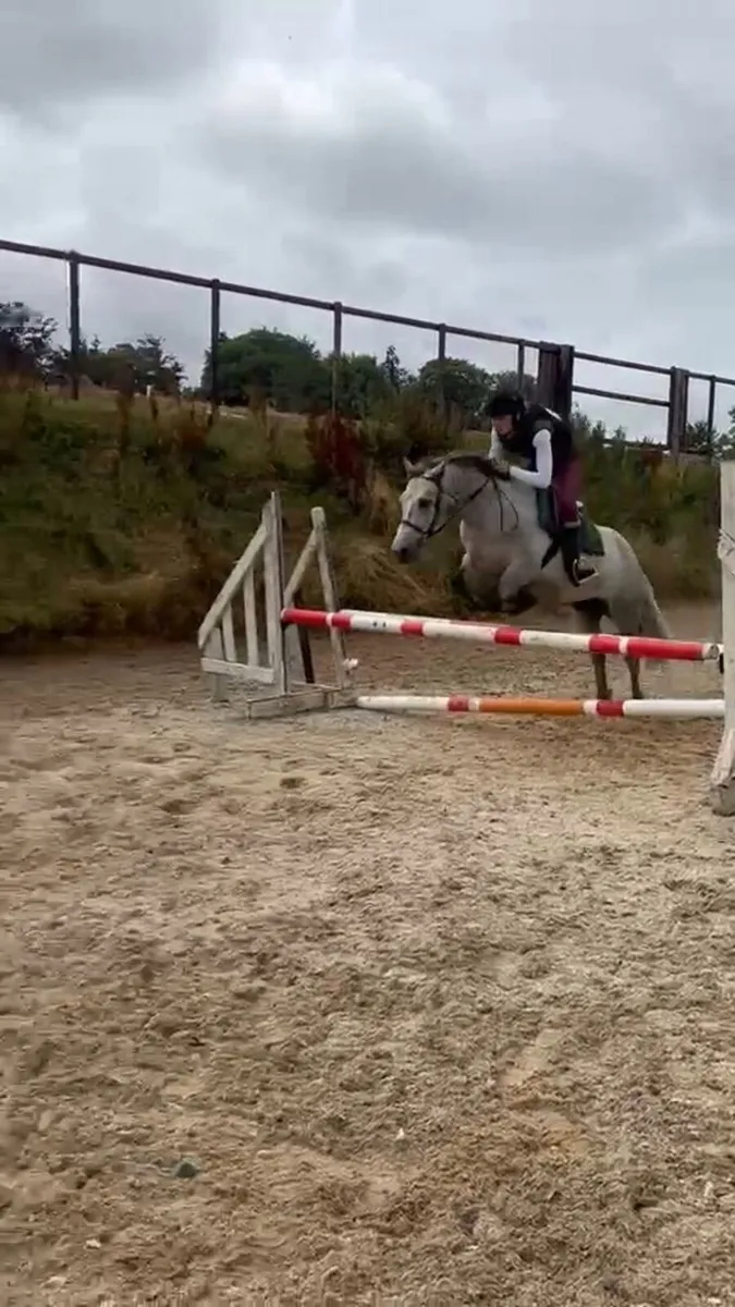 143cm 5 year old connemara gelding - Image 3