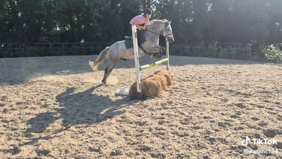 143cm 5 year old connemara gelding - Image 4