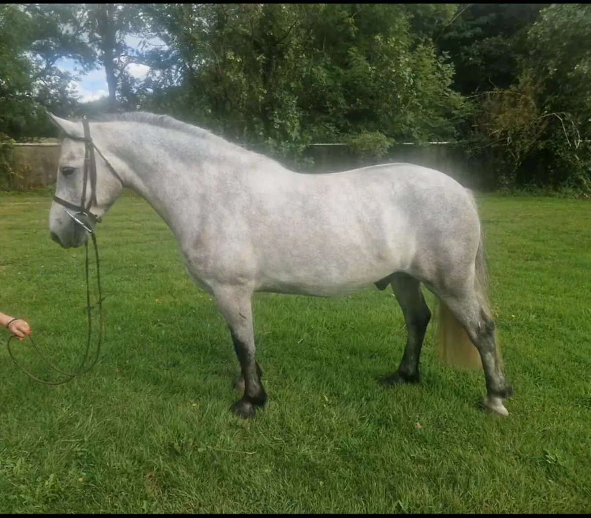 143cm 5 year old connemara gelding - Image 1