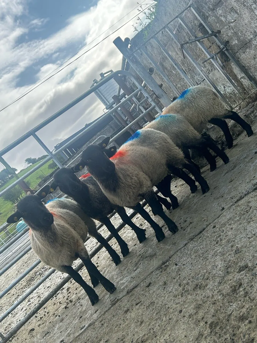 Super ewe hoggets - Image 1