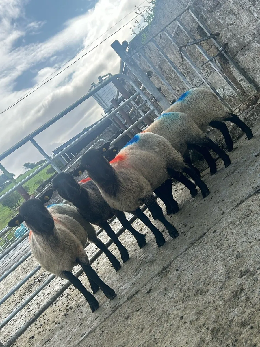 Super ewe hoggets - Image 2