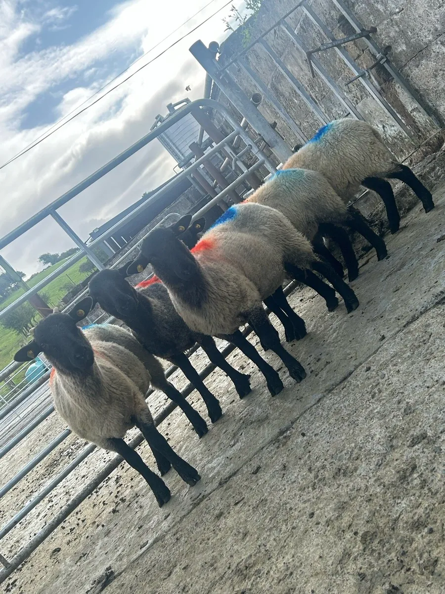 Super ewe hoggets - Image 3