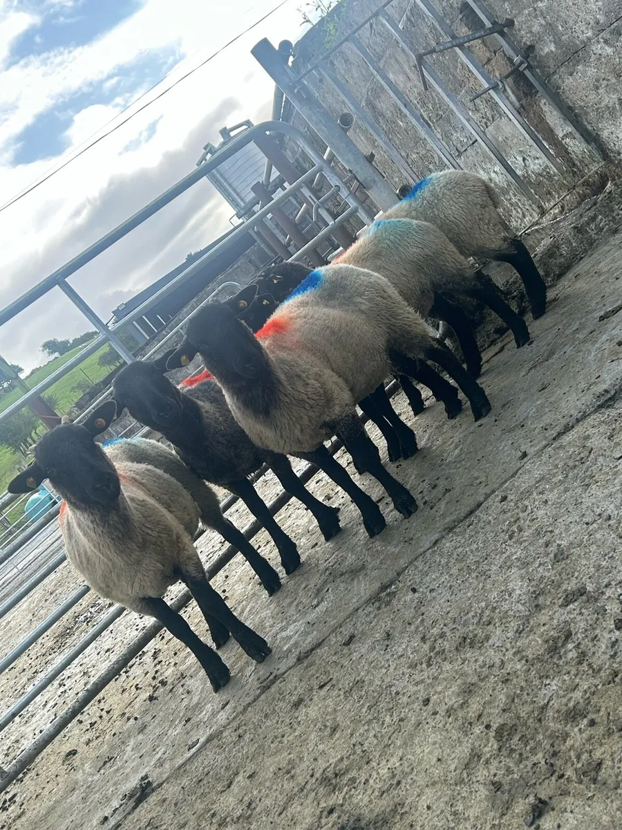 Super ewe hoggets - Image 4