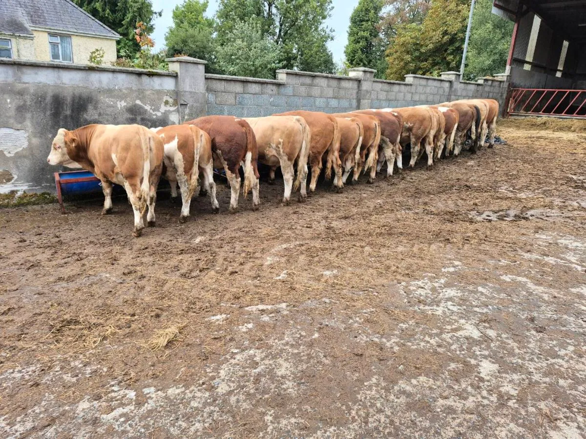 Simmental Bulls - Image 1