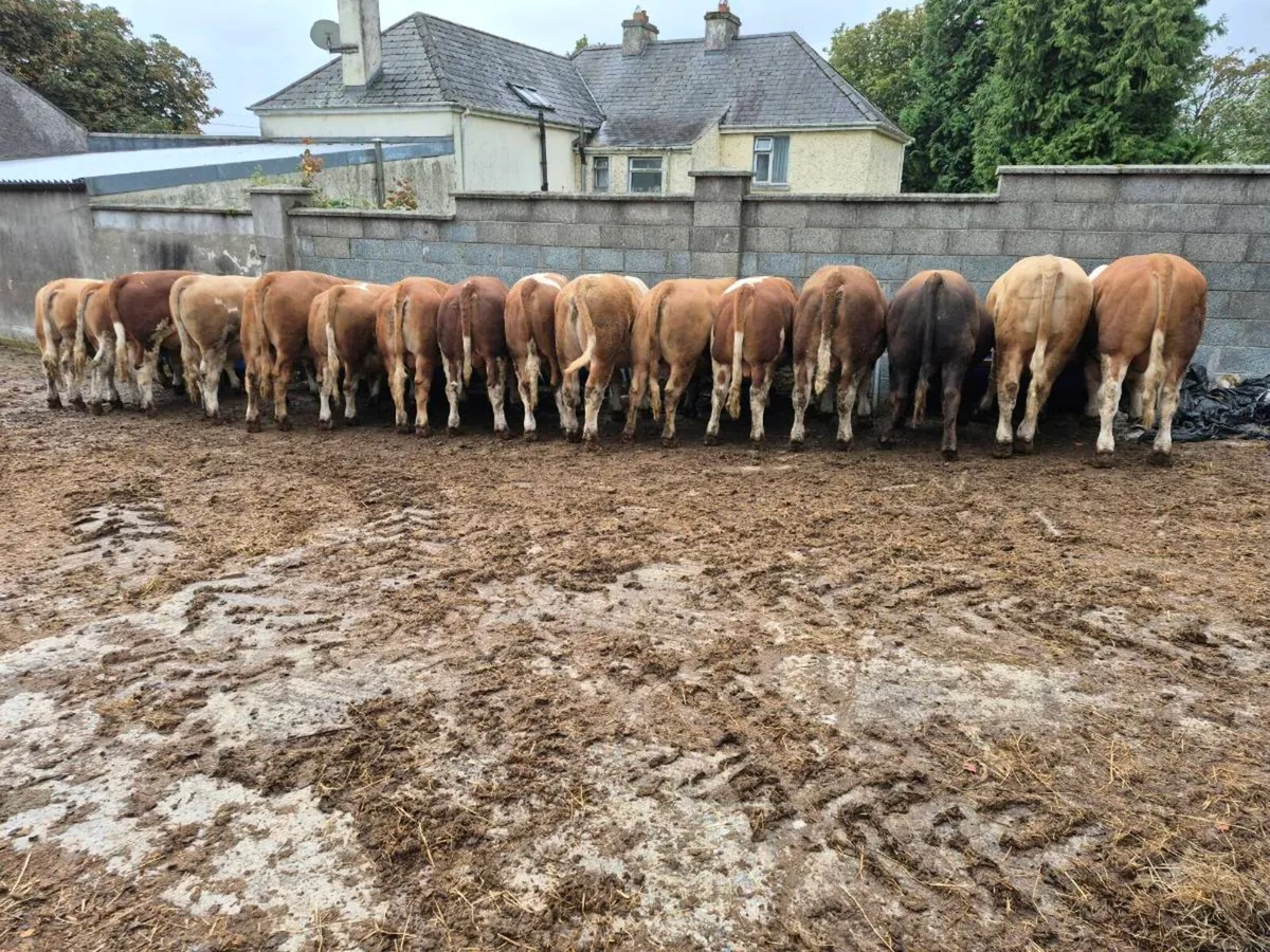Simmental Bulls - Image 2