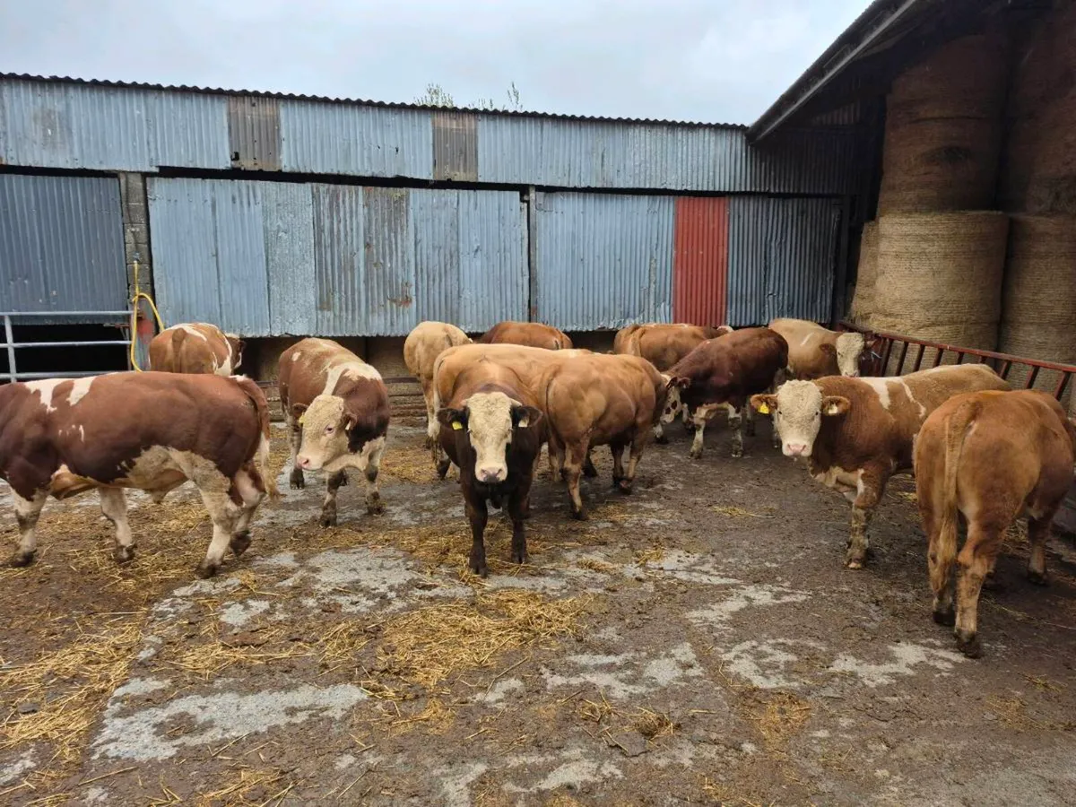 Simmental Bulls - Image 3