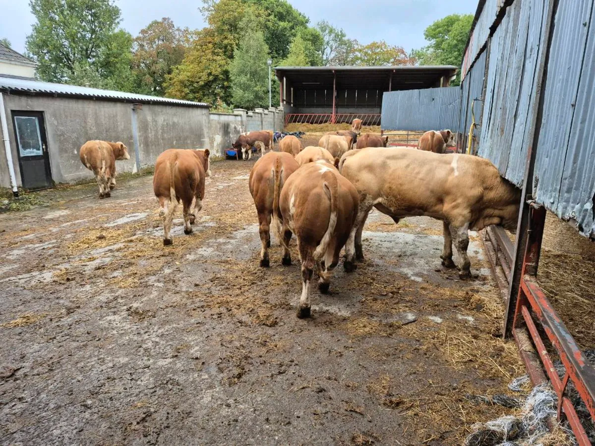 Simmental Bulls - Image 4