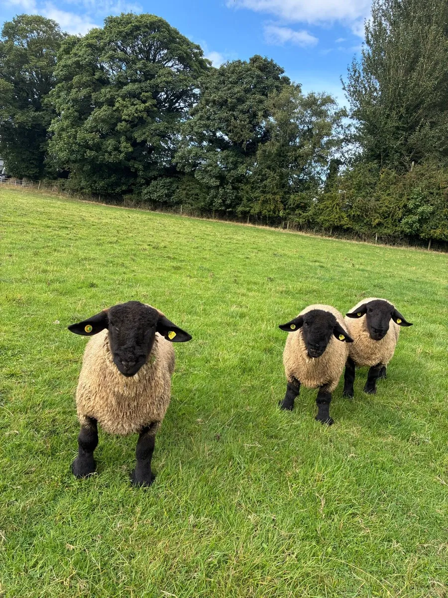For sale Pedigree Suffolk Ram Lambs - Image 1