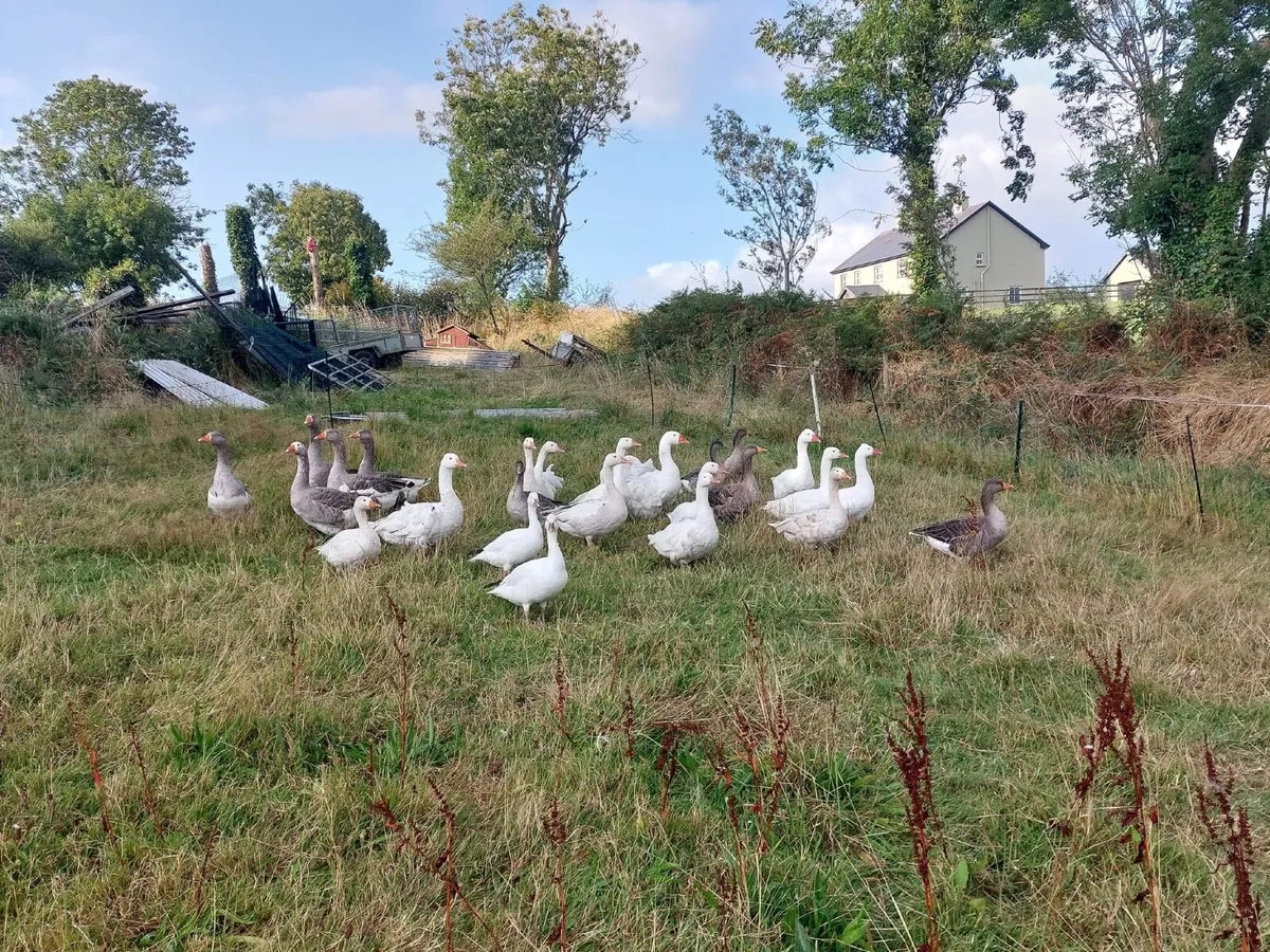 Poultry - Image 1