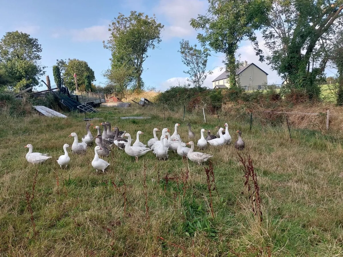 Poultry - Image 3