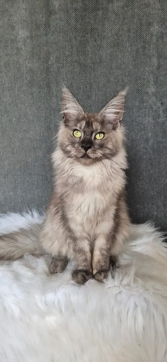 Maine Coon kittens - Image 3