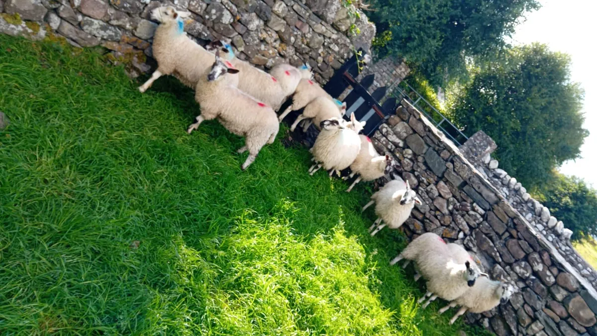 Ewe lambs - Image 1