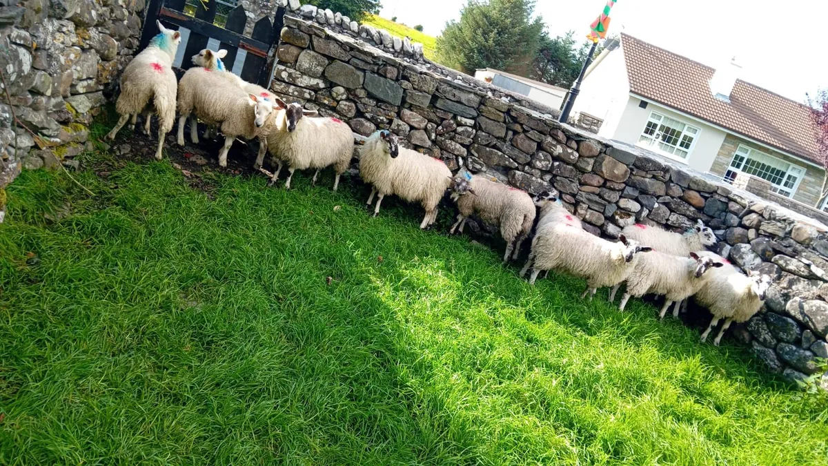 Ewe lambs - Image 2