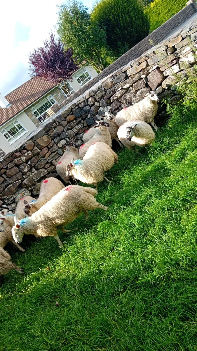 Ewe lambs - Image 3