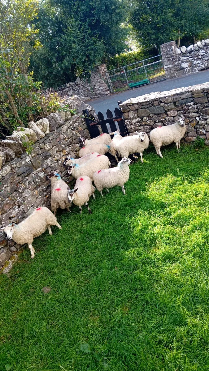 Ewe lambs - Image 4