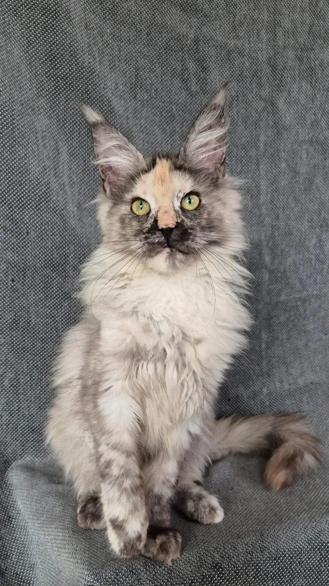 Maine Coon kittens - Image 4
