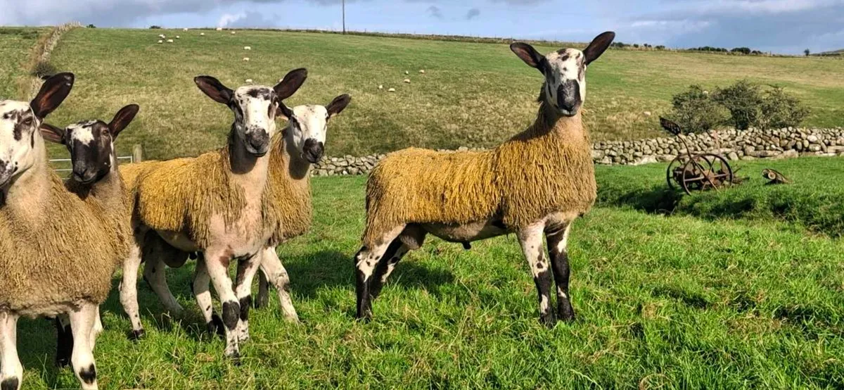 BLUE LEICESTER RAM LAMBS & HOGGET EWES &RAMS - Image 2