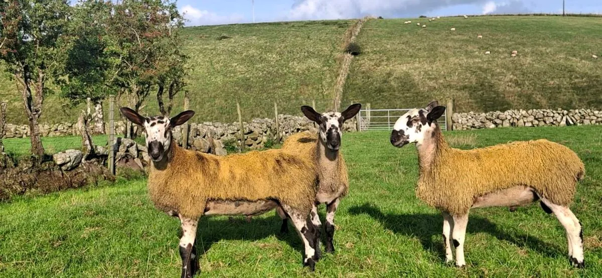 BLUE LEICESTER RAM LAMBS & HOGGET EWES &RAMS - Image 3