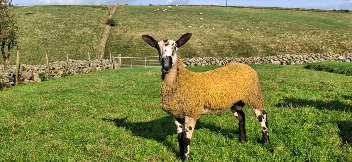 BLUE LEICESTER RAM LAMBS & HOGGET EWES &RAMS - Image 4