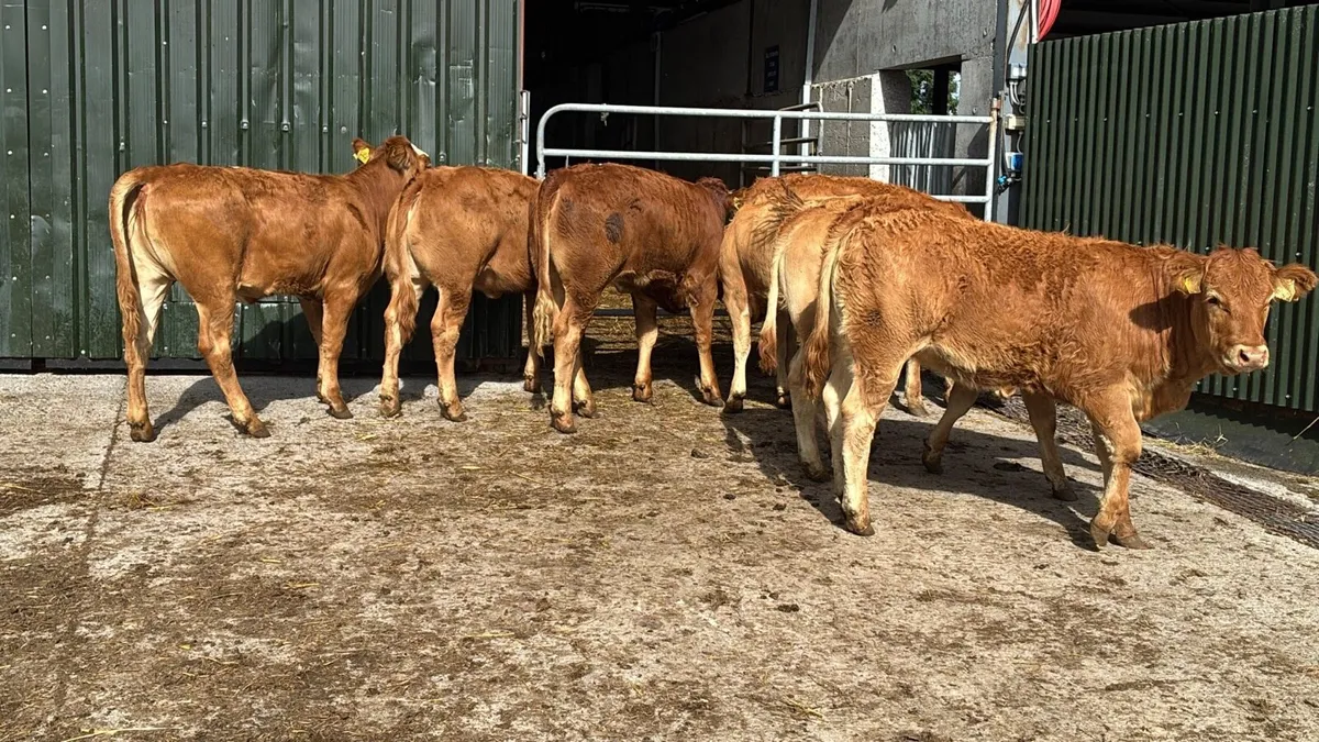6 u grade red limosin heifers - Image 3
