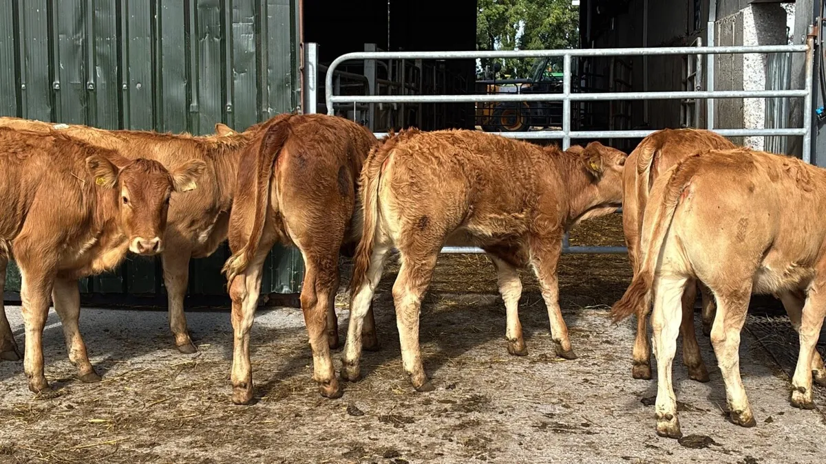 6 u grade red limosin heifers - Image 4