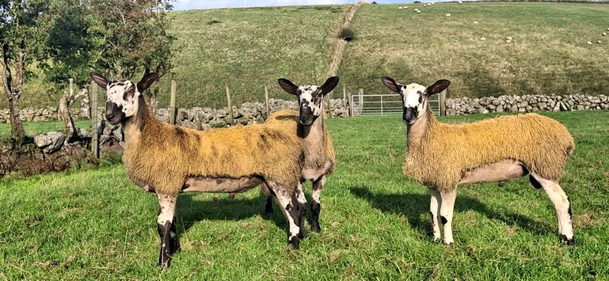 BLUE LEICESTER RAM LAMBS - Image 1