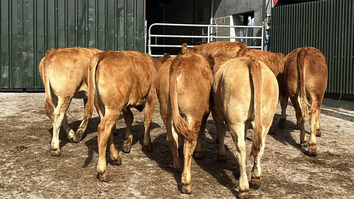 6 u grade red limosin heifers - Image 1