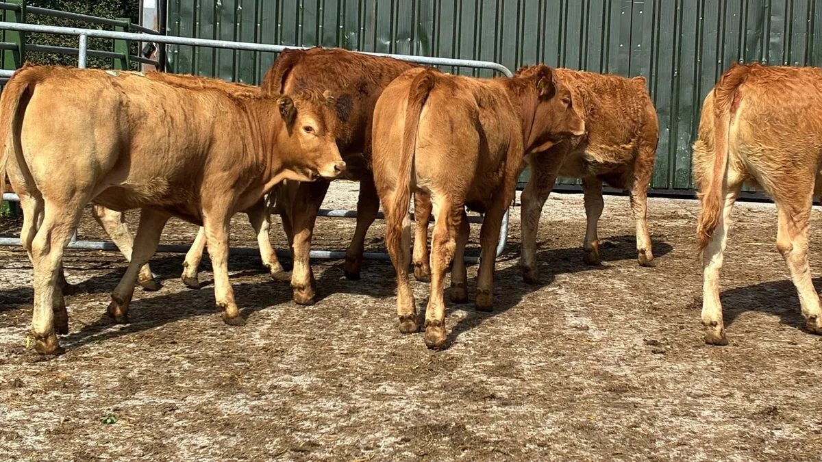 6 u grade red limosin heifers - Image 2