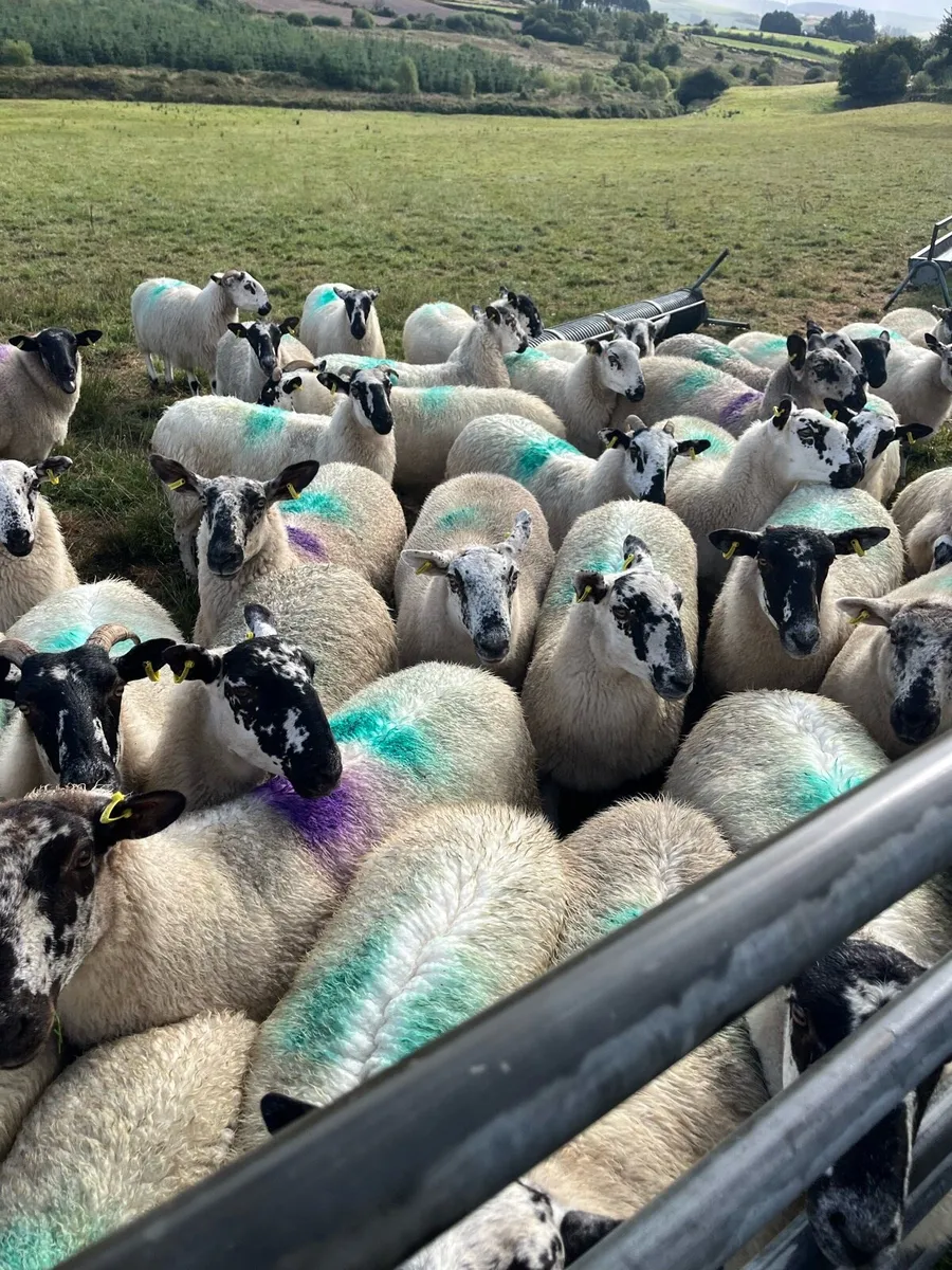 Hoggets - Image 1
