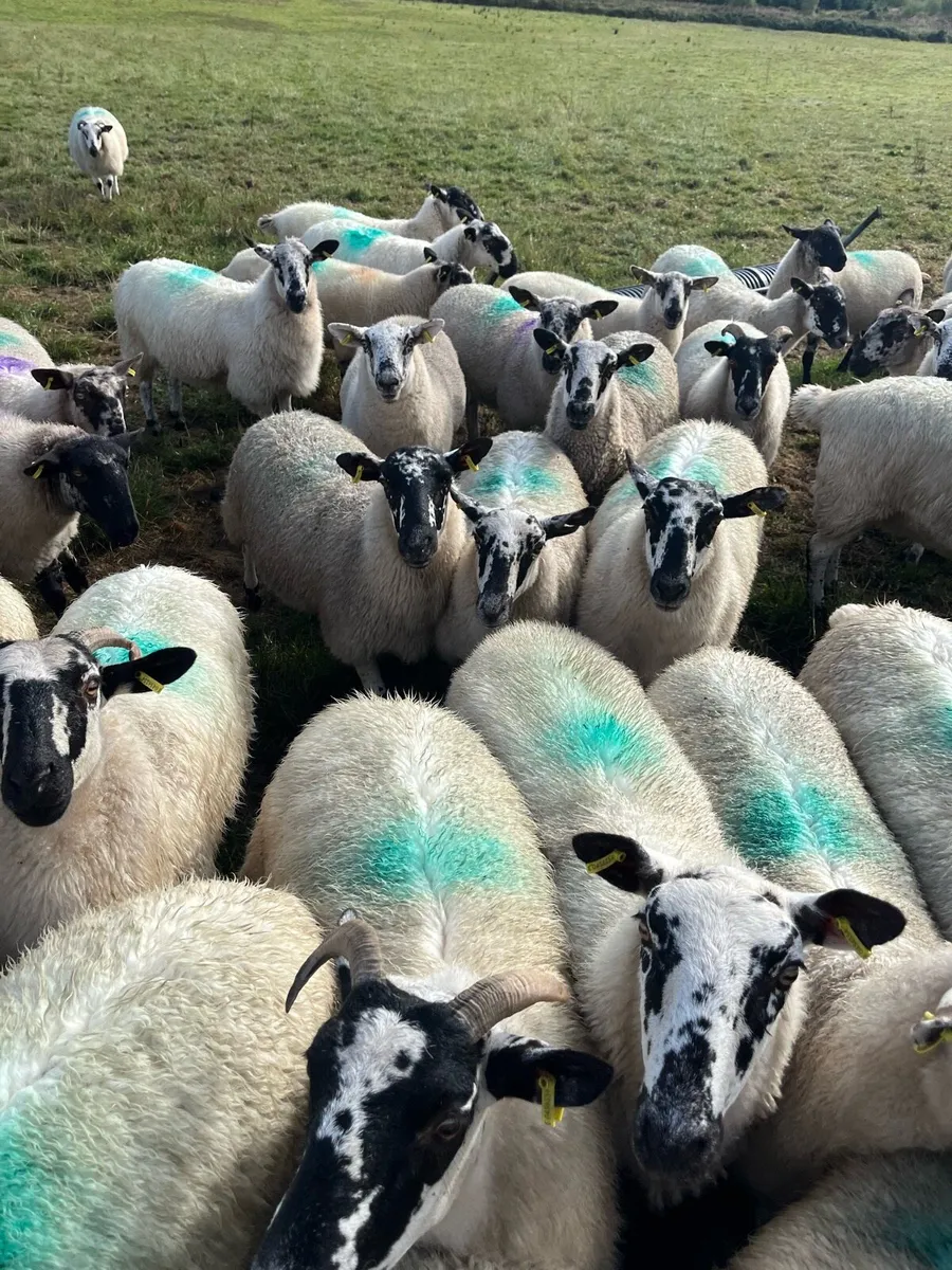 Hoggets - Image 2