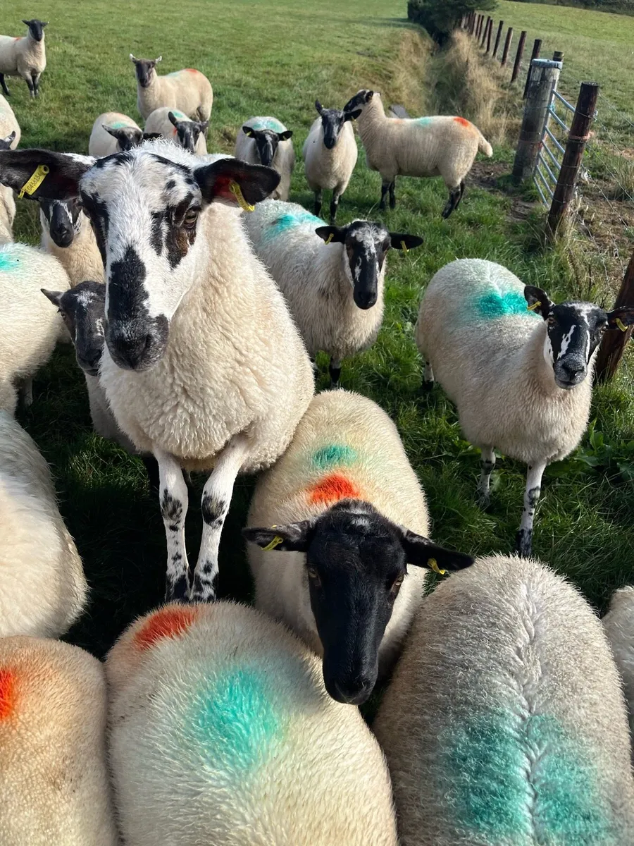 Hoggets - Image 3