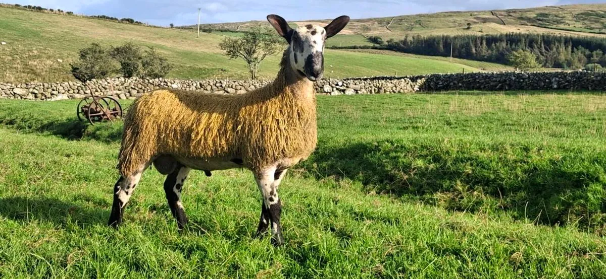 BLUE LEICESTER RAM LAMBS & HOGGET EWES &RAMS - Image 1