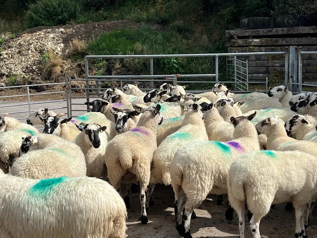 Hoggets - Image 4