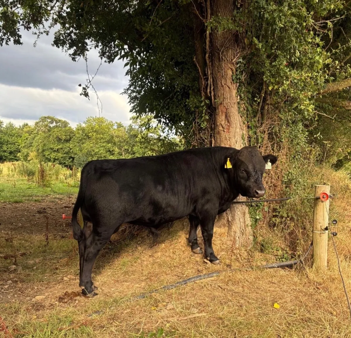 FOR SALE – REGISTERED PEDIGREE DEXTER BULL - Image 1